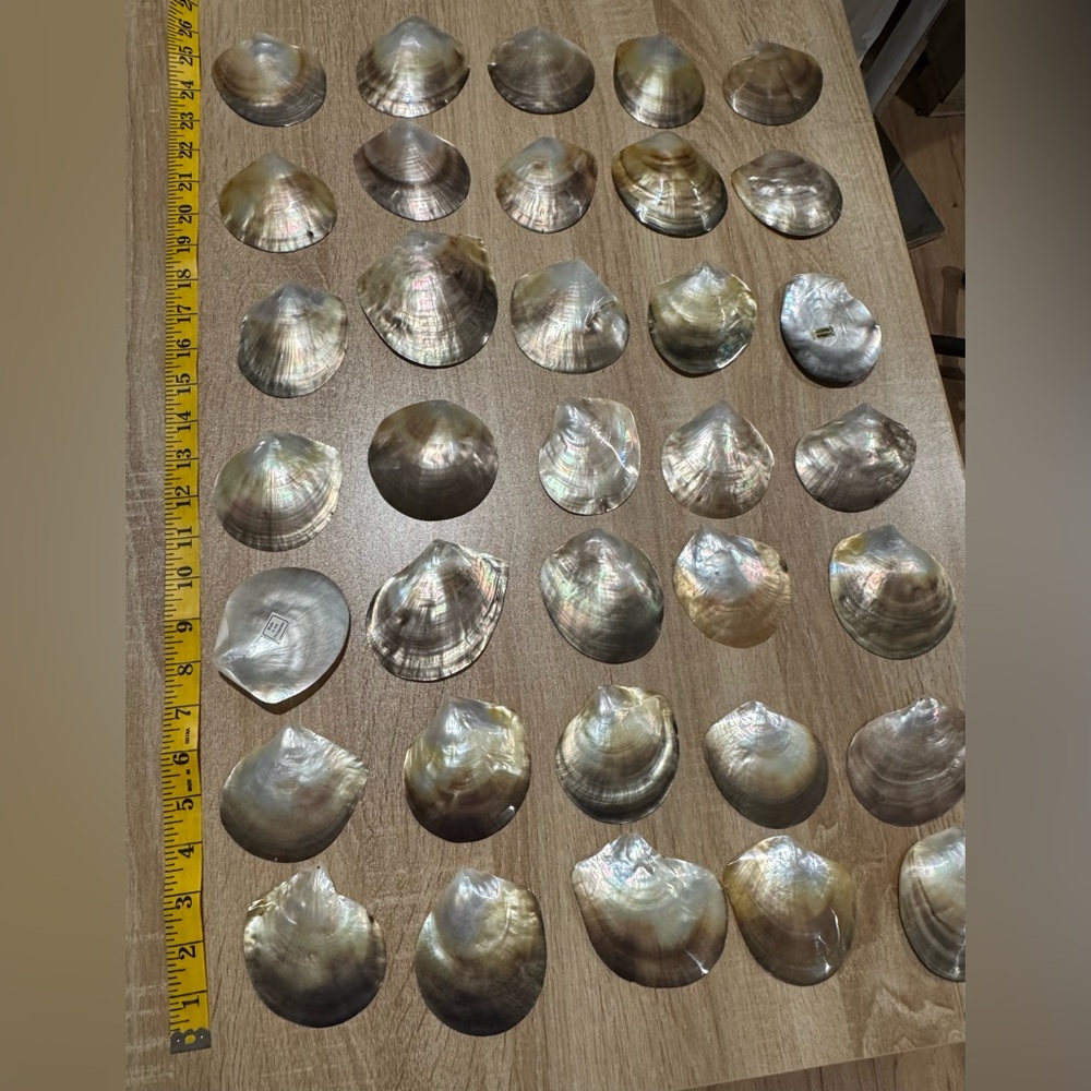Mother of Pearl Shells- 35 pieces - Picture 2 of 6